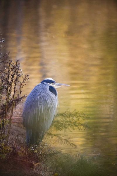WA, Seabeck Great blue heron at edge of pond